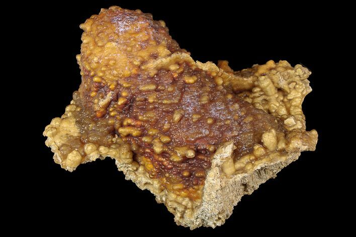 Funky, Botryoidal, Agatized Fossil Coral - Florida #188017